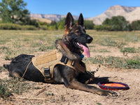 Tactical No Pull Dog Training Harness